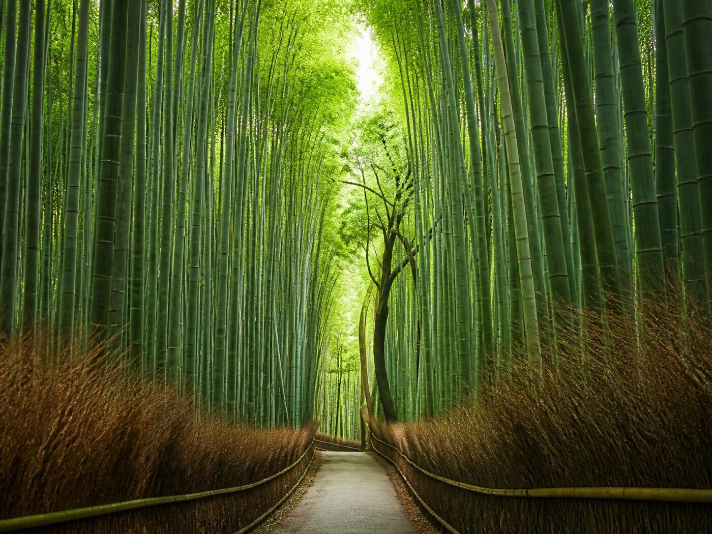 Kyoto Tour — private luxury tour in Japan (2 of 3)