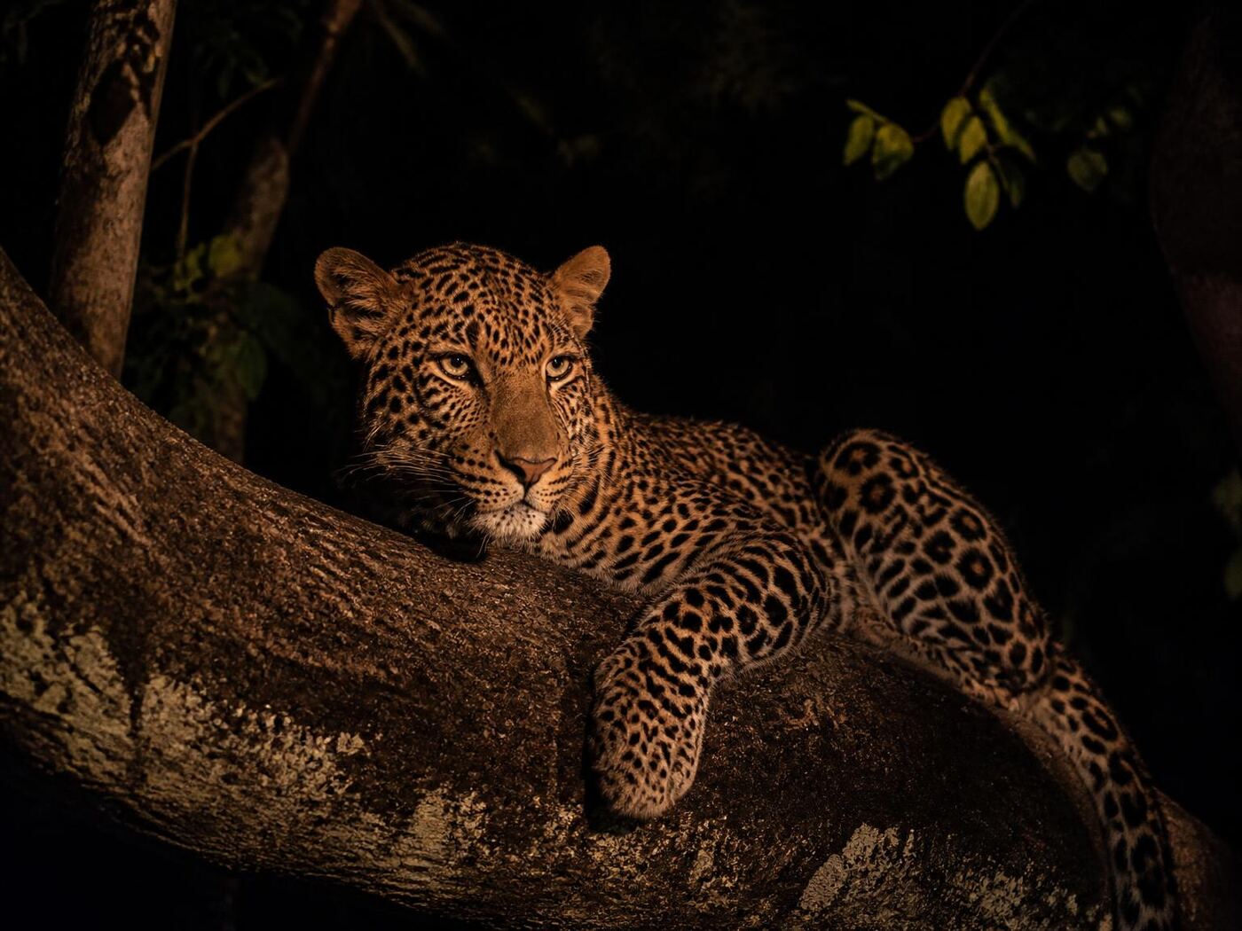 Night Safari — private luxury tour in Singapore (3 of 3)